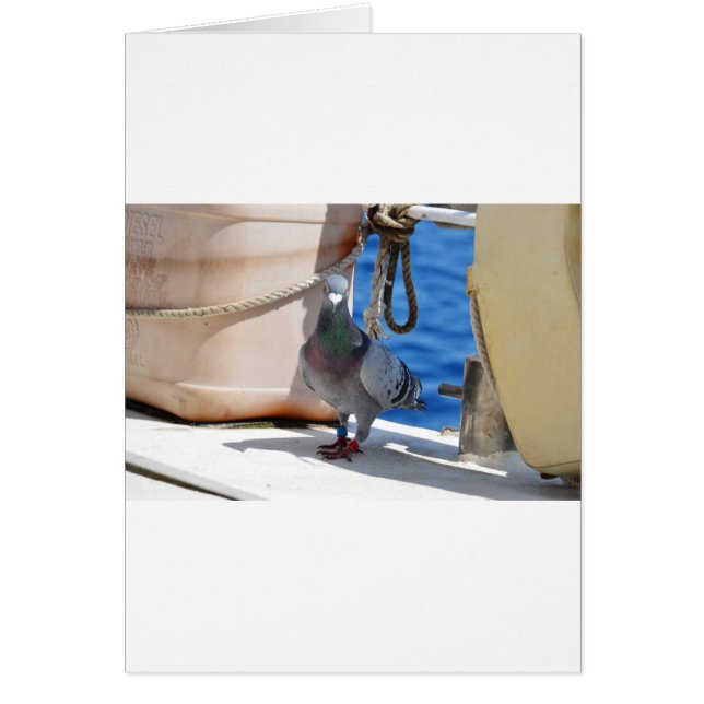 Homing Pigeon (Front)