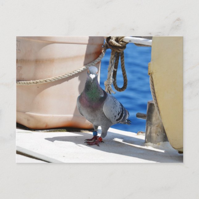 Homing Pigeon Postcard (Front)