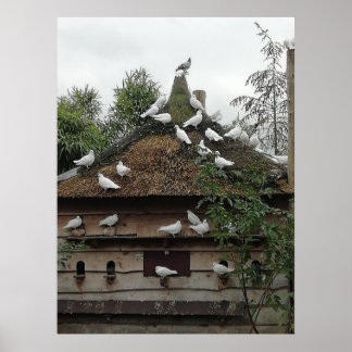 Homing pigeons in their house. poster