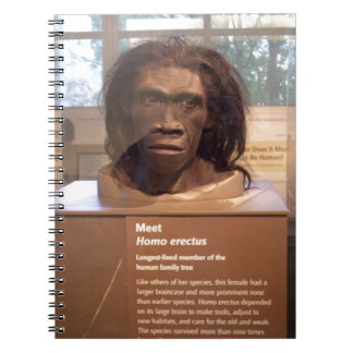 Homo erectus; museum exhibit notebook