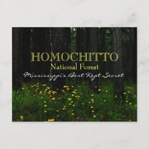 Homochitto National Forest - Mississippi postcard