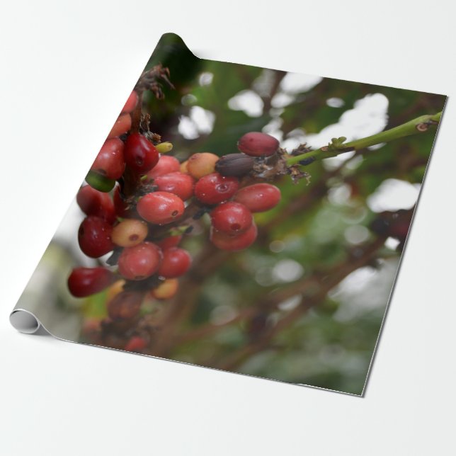 Honduras Coffee Beans Wrapping Paper (Unrolled)