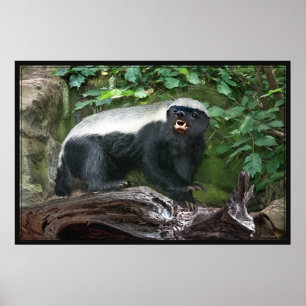 Honey Badger Poster -60x40 -other sizes available