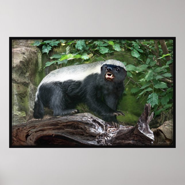 Honey Badger Poster -60x40 -other sizes available (Front)