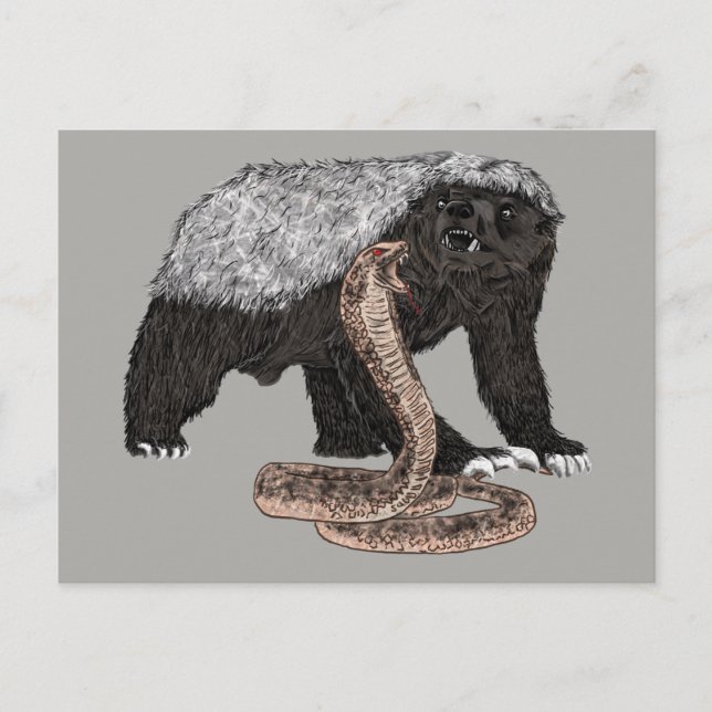 Honey Badger verses snake illustration  Postcard (Front)