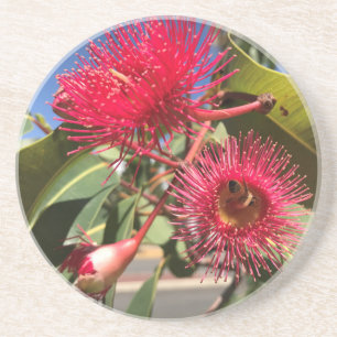 Honey Bee and Eucalyptus Flowers Coaster