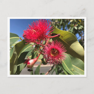 Honey Bee and Eucalyptus Flowers Postcard