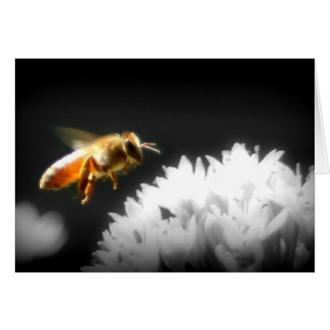 Honey Bee Approach (Front Horizontal)