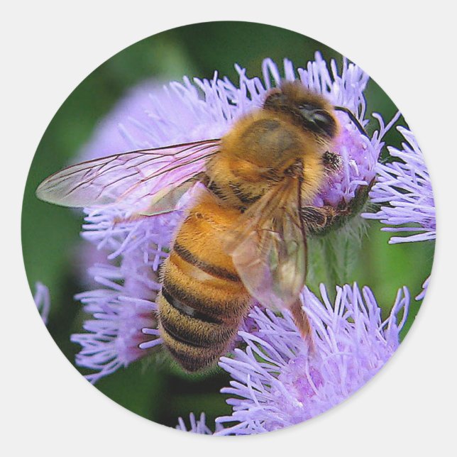 Honey Bee Classic Round Sticker (Front)