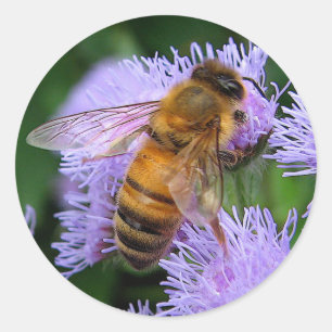 Honey Bee Classic Round Sticker
