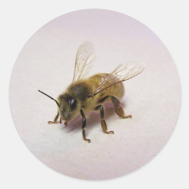 honey bee classic round sticker (Front)