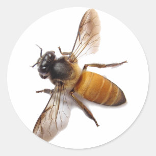Honey Bee Classic Round Sticker