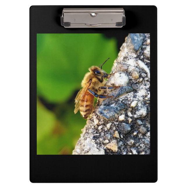 Honey Bee Clipboard (Front)
