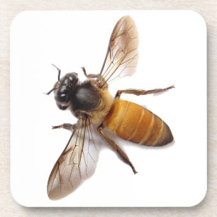 Honey Bee Coaster