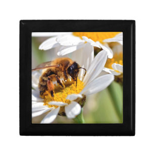 Honey bee feeding on anthemis flower gift box