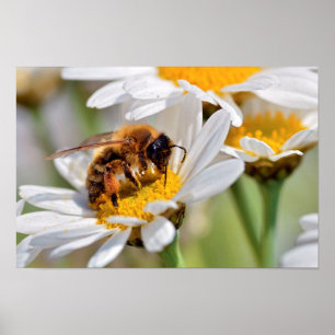Honey bee feeding on anthemis flower poster