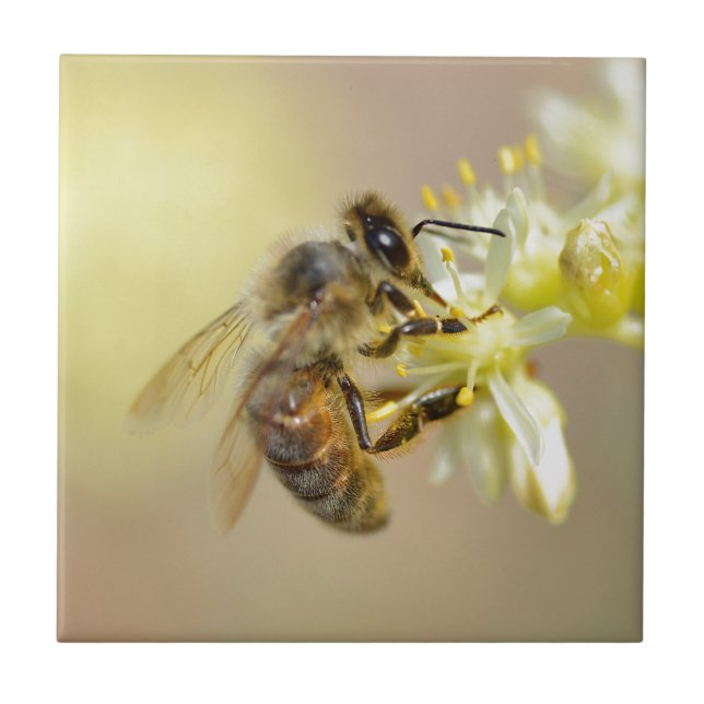 Honey bee feeding on flower ceramic tile (Front)