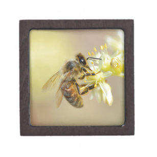 Honey bee feeding on flower gift box
