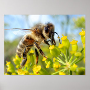 Honey bee feeding on flower poster