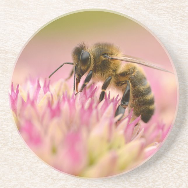 Honey bee feeding on sedum flower coaster (Front)