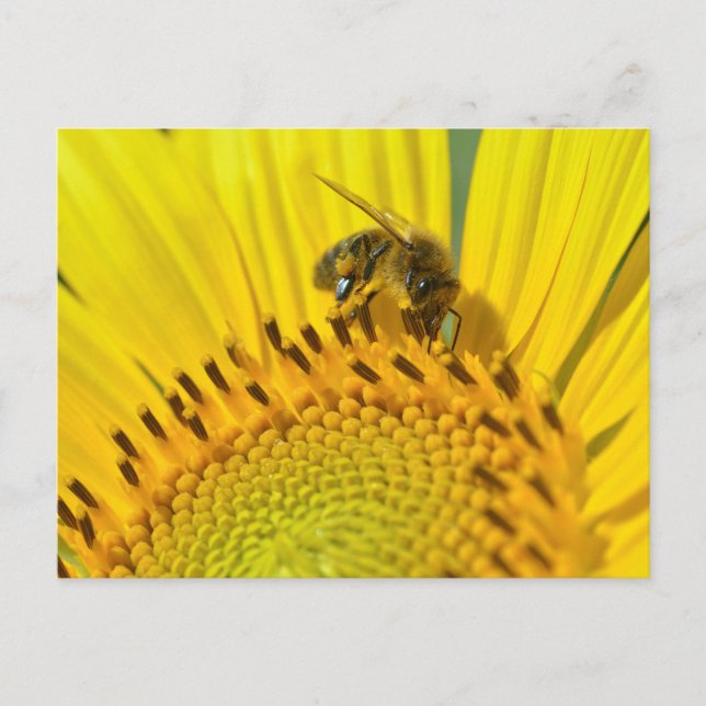 Honey bee feeding on sunflower postcard (Front)