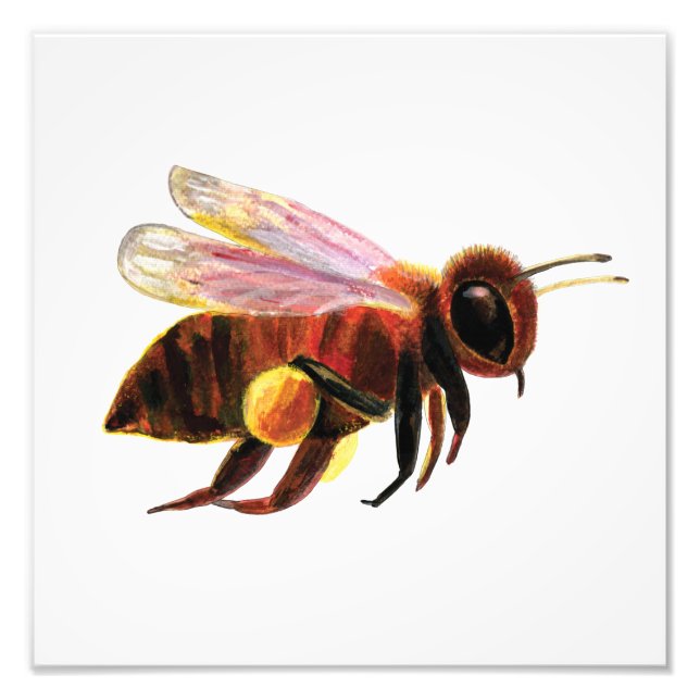 Honey Bee Flying Photo Print (Front)