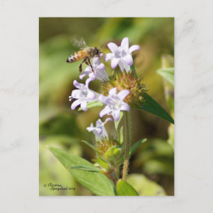 Honey Bee flying Pink flowers Postcard