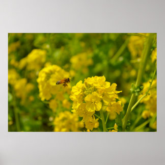 Honey Bee in Flight Poster