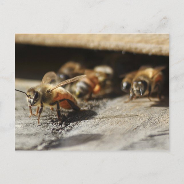 Honey bee leaving hive postcard (Front)