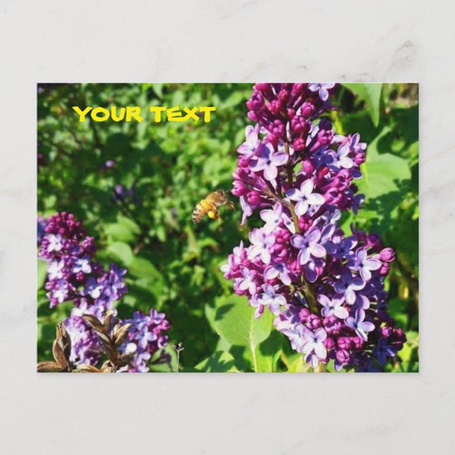 Honey Bee Loves Lilacs Postcard (Front)