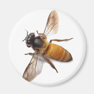 Honey Bee Magnet