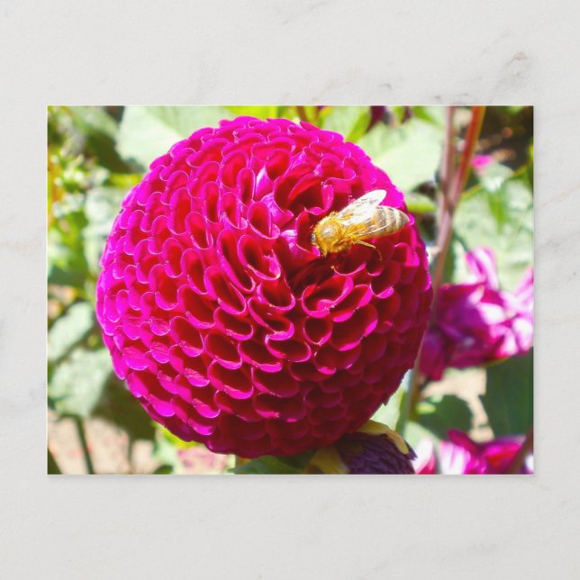 Honey Bee on a Flower Postcard (Front)
