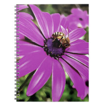 Honey Bee On A Purple African Daisy Art