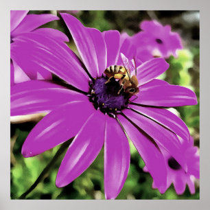 Honey Bee On A Purple African Daisy Art Poster