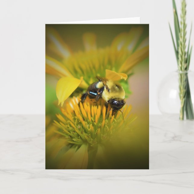Honey Bee On Coneflower, card (Front)