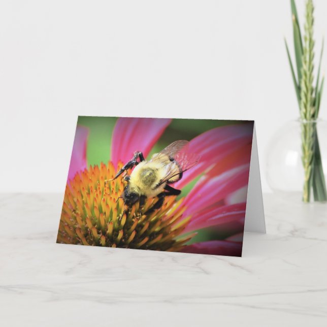 Honey Bee On Coneflower, card (Front)