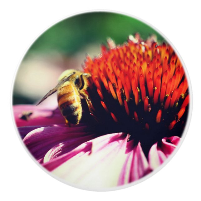 Honey Bee On Coneflower Close Up  Ceramic Knob (Front)