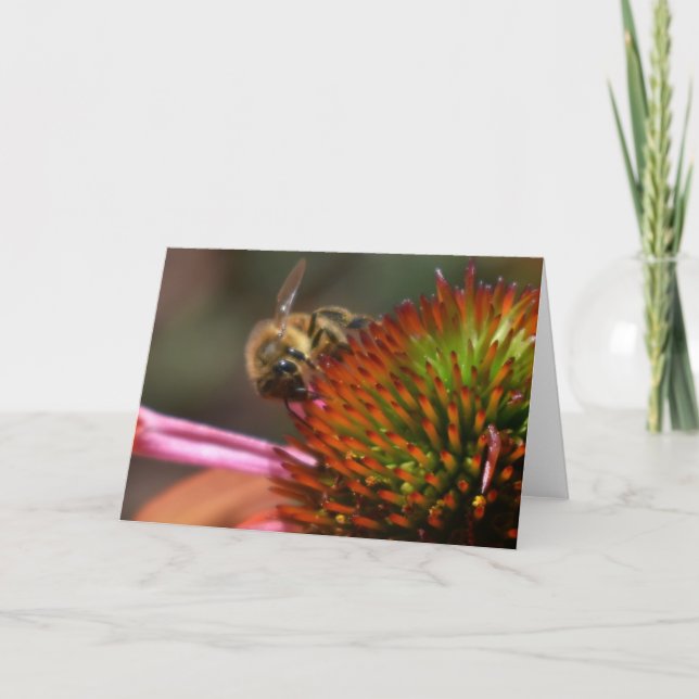Honey Bee on Coneflower Greeting Card (Front)