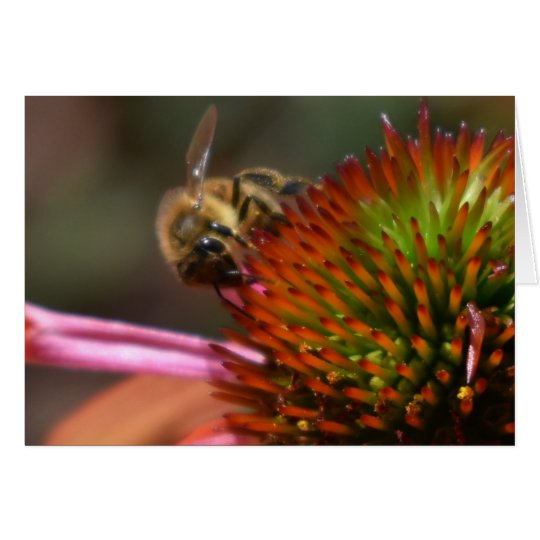 Honey Bee on Coneflower Greeting Card