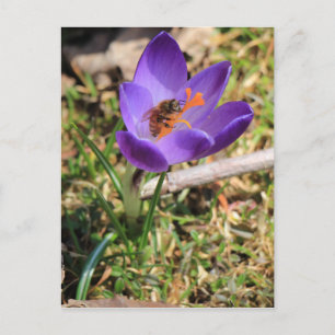 Honey Bee On Crocus Postcard