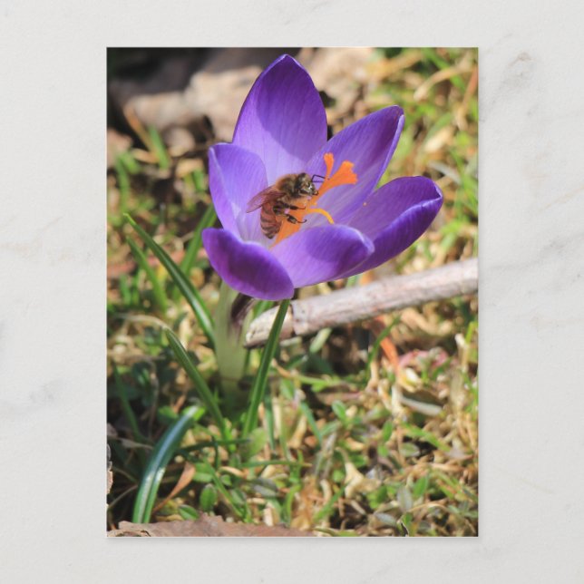 Honey Bee On Crocus Postcard (Front)