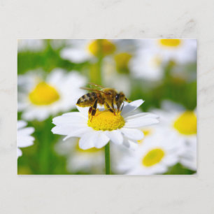 Honey Bee on Daisy Postcard
