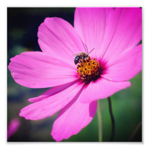 Honey Bee On Pink Cosmos Flower Close Up 8x8 Photo Print