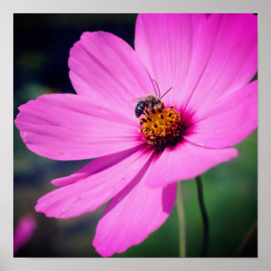 Honey Bee On Pink Cosmos Flower Close Up Poster