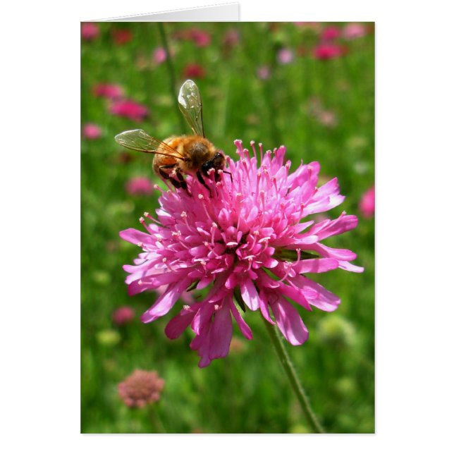 Honey bee on pink flower (Front)