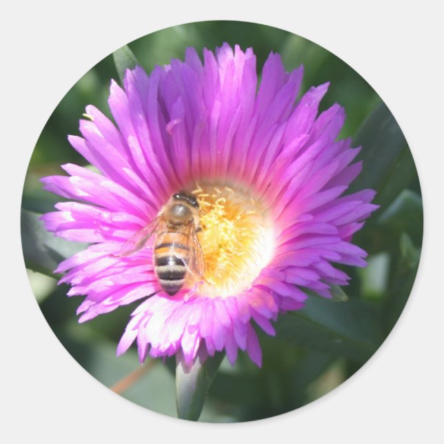 Honey Bee on Pink Flower Classic Round Sticker (Front)