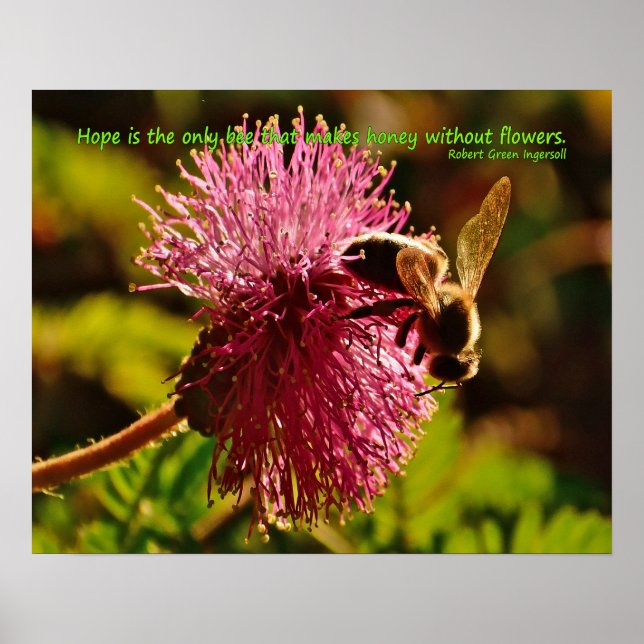 Honey bee on powder puff flower, Ingersoll quote Poster (Front)