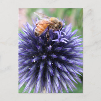 Honey Bee on Purple Globe Thistle Flower Postcard