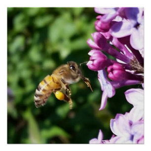 Honey Bee on Purple Lilacs Poster