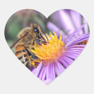 Honey Bee on Purple Pink Flower Heart Sticker